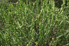 Euphorbia caducifolia